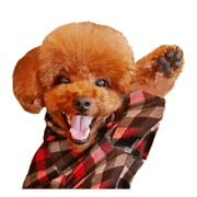 toypoodle chappy toypoodle chappy