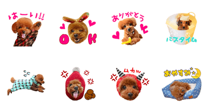 toypoodle chappy toypoodle chappy