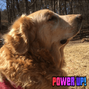 Golden Retriever SAKURA Sticker Golden Retriever SAKURA Sticker