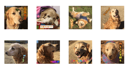 Golden Retriever SAKURA Sticker Golden Retriever SAKURA Sticker