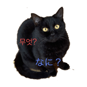 cat a-