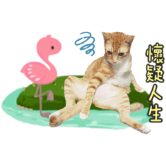豪邁橘的日常生活