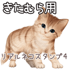 Kitamura Real pretty cats 4