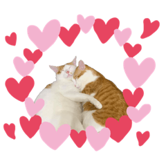 可愛的橘子與阿肥