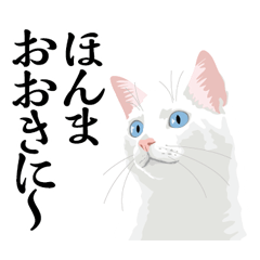 White cat speaking Kyoto dialect.