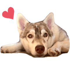 alice_20210121174236