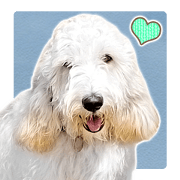 Cute dog Nicola-chan