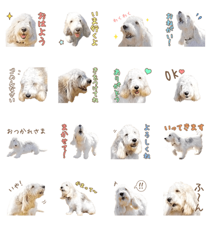 Cute dog Nicola-chan