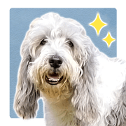 Cute dog Daifuku-chan Cute dog Daifuku-chan