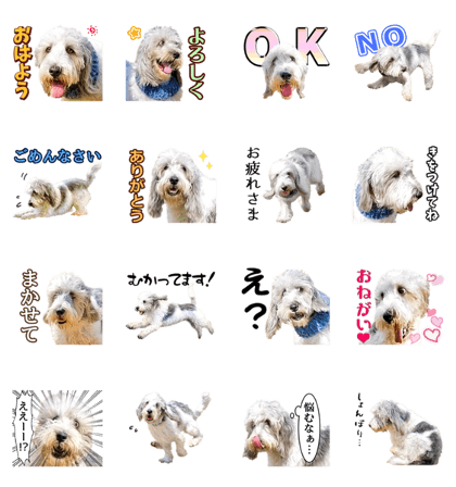 Cute dog Daifuku-chan Cute dog Daifuku-chan