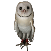 Barn owl Ha chan