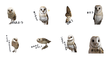 Barn owl Ha chan