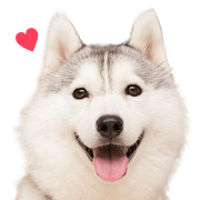 OSHIRU Sticker OSHIRU Sticker