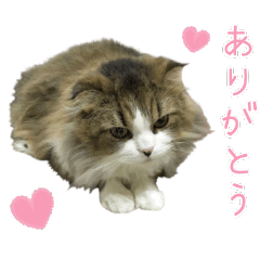 くうちゃんものがたり
