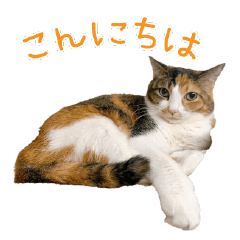 みめさまものがたり 第2弾