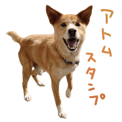 dogsutanpuatomu