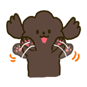 Toy poodle (Brown cafe au lait) Toy poodle (Brown cafe au lait)