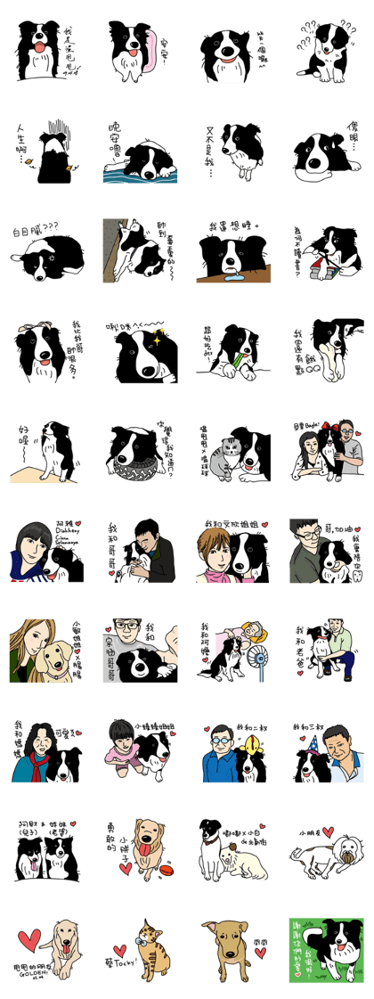 Border collie Mango Wen