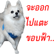 POMPOM - WK POMPOM - WK