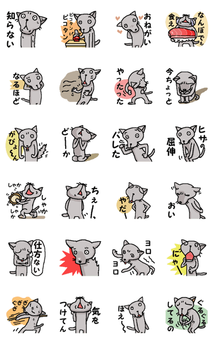 He is a cat named Gal 13