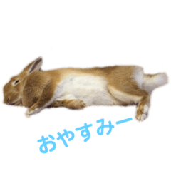 rabbit827