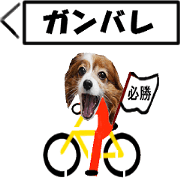 active dog rabbit-4 active dog rabbit-4