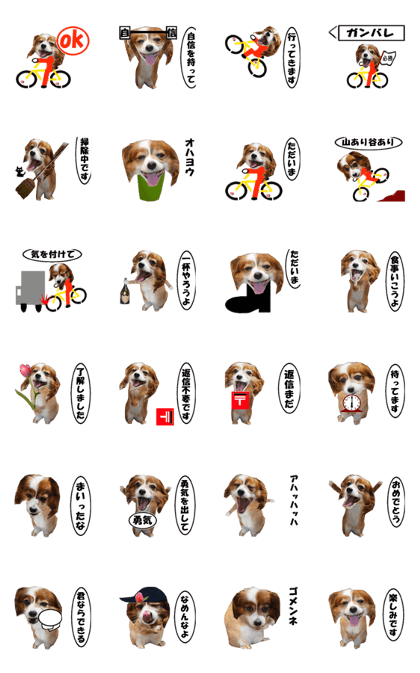 active dog rabbit-4 active dog rabbit-4