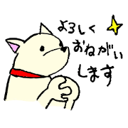 White Shiba Dog3 White Shiba Dog3