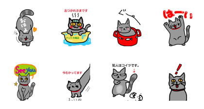 She is Chartreux cat.