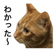 It is a sticker of a cat's Kinchan