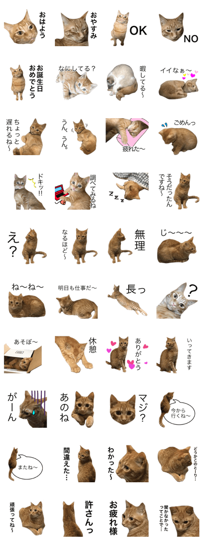 It is a sticker of a cat's Kinchan