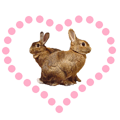 House fluffy rabbit(LOVE)