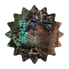 自然的東西