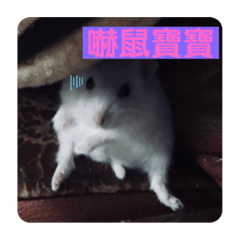 圓圓#1