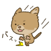 Chihuahua no WA. Chihuahua no WA.