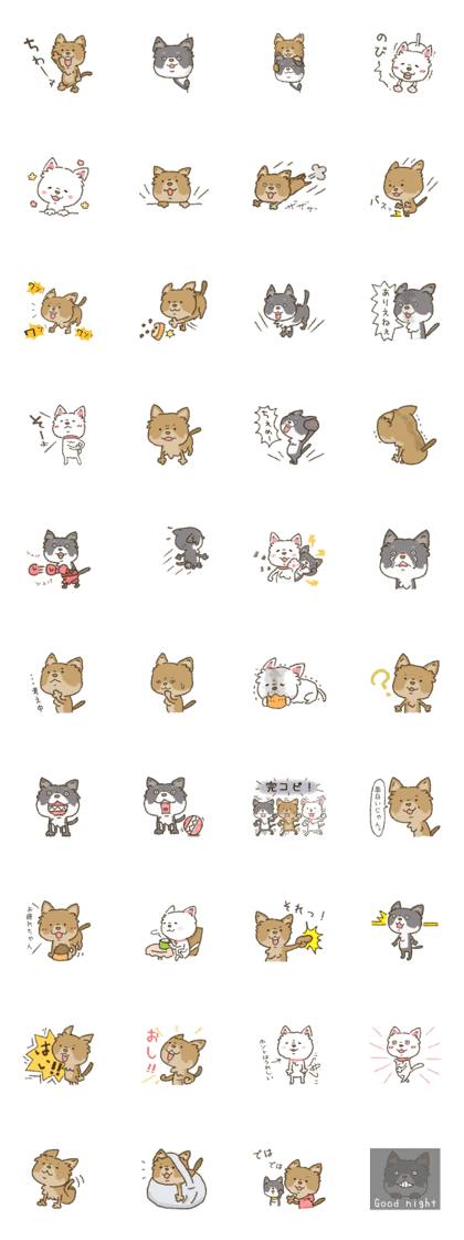 Chihuahua no WA. Chihuahua no WA.