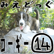 MIEDOG Welsh Corgi Cardigan sticker 14 MIEDOG Welsh Corgi Cardigan sticker 14