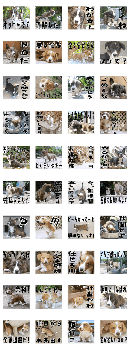 MIEDOG Welsh Corgi Cardigan sticker 14 MIEDOG Welsh Corgi Cardigan sticker 14