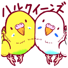 Parakeets(Budgie)