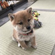Shibanu puppy 4