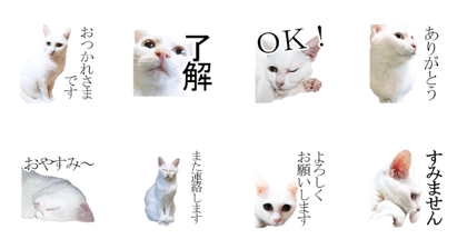 Beautiful White Cat!!!