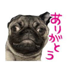 PUG that makes people uneasy