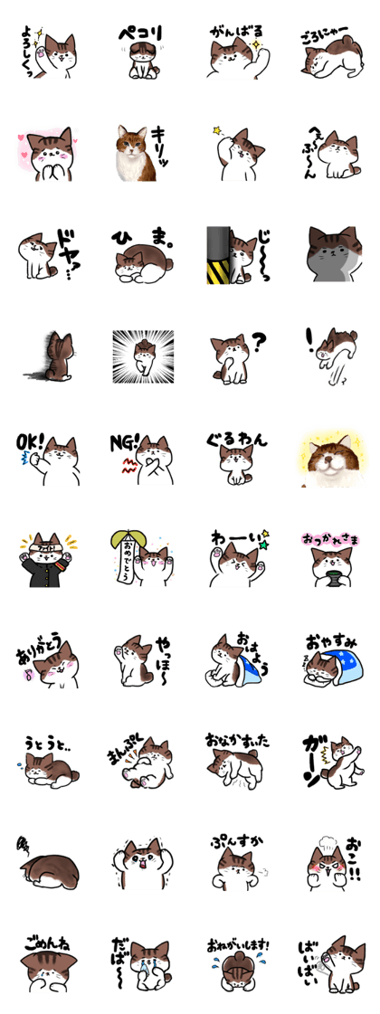 Bob tail cat's Pooh-chan