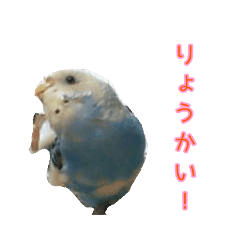 セキセイインコ可愛いポーズスタンプ Lineクリエイターズスタンプ Stamplist セキセイインコ可愛いポーズスタンプ Lineクリエイターズスタンプ Stamplist