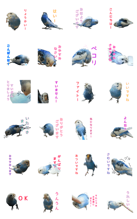 セキセイインコ可愛いポーズスタンプ Lineクリエイターズスタンプ Stamplist セキセイインコ可愛いポーズスタンプ Lineクリエイターズスタンプ Stamplist