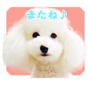 Melody Biyori Melody Biyori