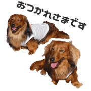 Dachshund Dachshund Dachshund Dachshund