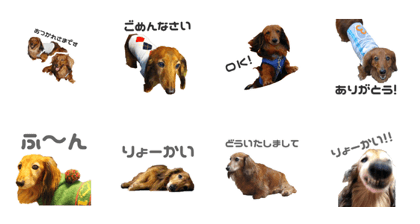 Dachshund Dachshund Dachshund Dachshund