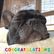 French bulldog ann Sticker02 French bulldog ann Sticker02