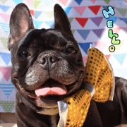 French bulldog ann Sticker01 French bulldog ann Sticker01